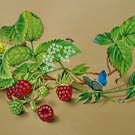 Малина, муравей и голубянка