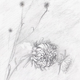 хризантема