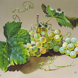 Ветка  винограда