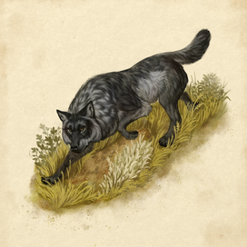 Canis lupus occidentalis