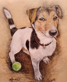 Собаки графика 