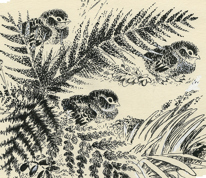 Чарушин "Про Томку"