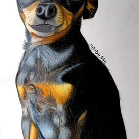 Домашнее животное на заказ