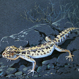 "Туркменский эублефар" Оформление монеты серии "Красная книга СССР"