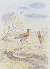 большие веретенники 