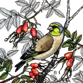 Китайская зеленушка