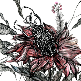 Жук Гибискус