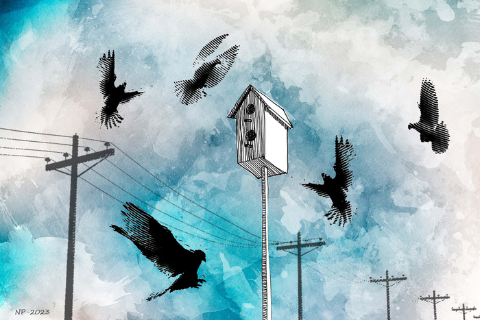 Голуби, увлечение с детства