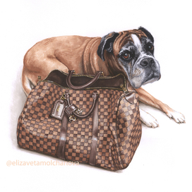 Боксёр Коко и сумка Луи Вьюттон