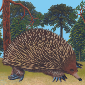  «Дикие животные»  Ехидна