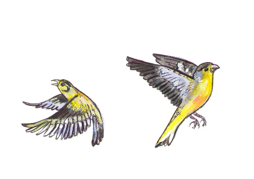 Заставка для журнала"Юный Натуралист". Статья:"Ода чижику. "Иллюстрация -Чижик.Опубликована в журнале.Заставка с расчётом на уменьшение.Художник Марат Брызгалов. Техника:Бумага, акварель, акрил, тушь.