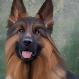 Немецкая овчарка