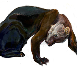  Тайра (Eira barbara) 