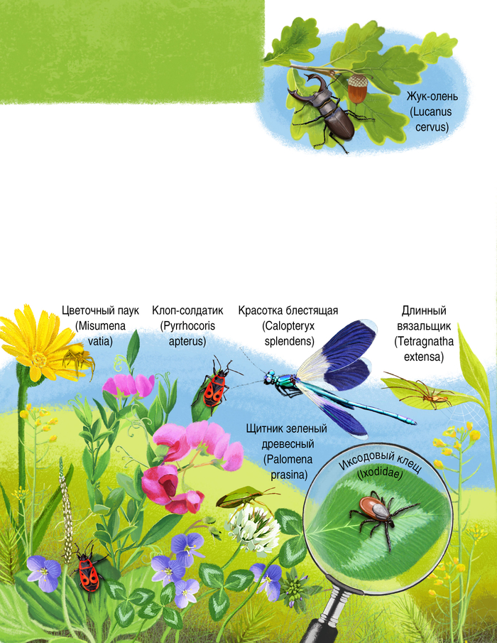 Жуки, пауки и др.