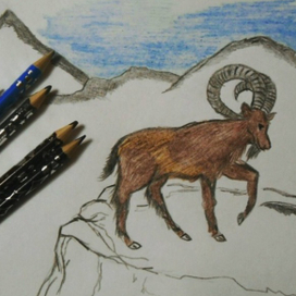 горный козел