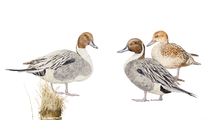 Шилохвость