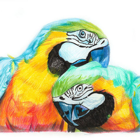 Попугайчики