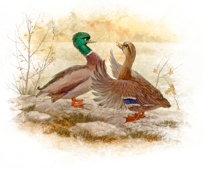 Серая Шейка. Старая Утка и Селезень