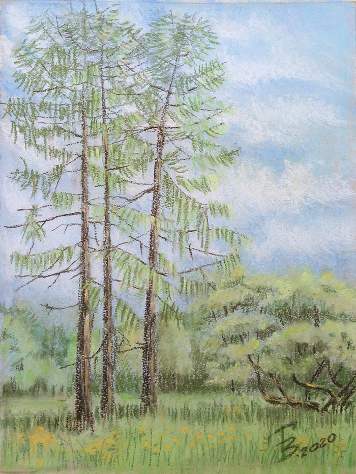 Три молоденькие ёлочки. 