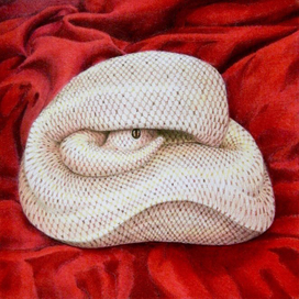 Shy snake