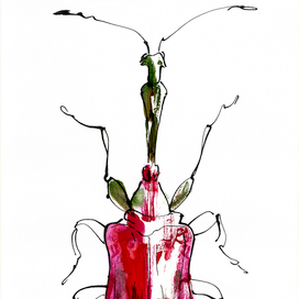 жук paracycnotrachelus logical