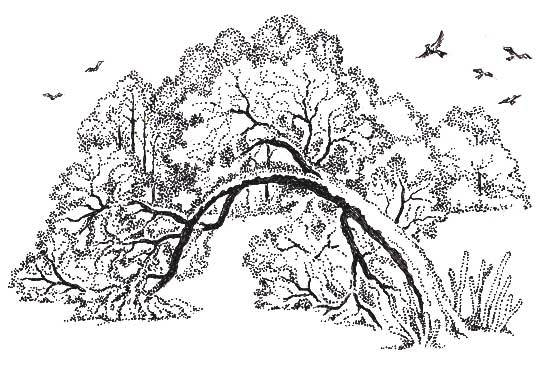 А. ФЕТ. стихотворения.