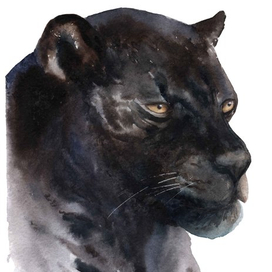 Черная панда