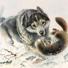 Соболятница .