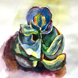 Комнатные растения