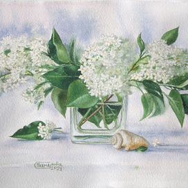 Белая сирень