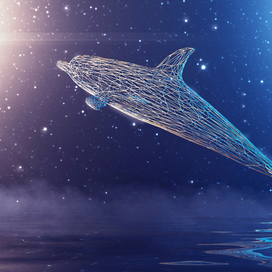 Delphinidae low poly