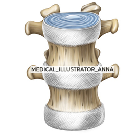 Межпозвоночные диски, вид спереди. Артрология