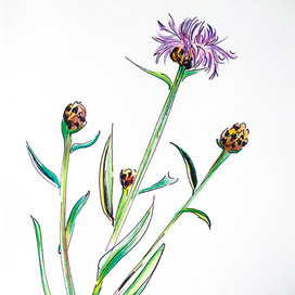 Растения и травы