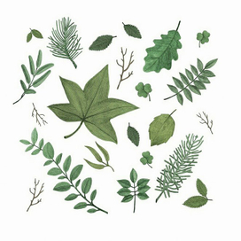 Флора. Сибирь.