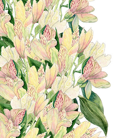 Альстрёмерия