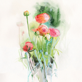 Ранункулюсы