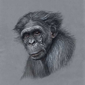 Серия 3 "Обезьяны" 001