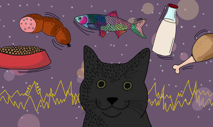 Чем можно зарядить кота