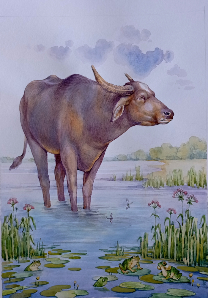 Вол и лягушка