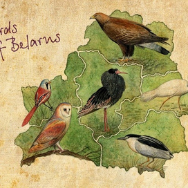 Birds of Belarus