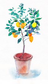 Лимонное дерево