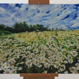 Ромашковое раздолье