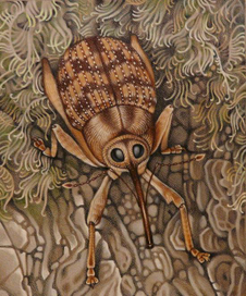 Долгоносик