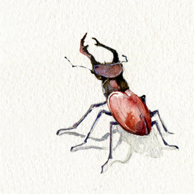 "The Beetle"