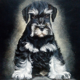 Цвергшнауцер