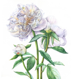 Ботаническая иллюстрация. Цветы белые пионы.