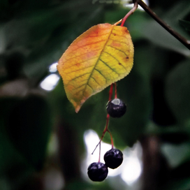 Э. М. Ремарк "Три товарища"