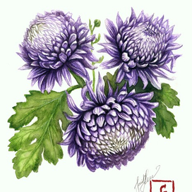 Хризантемы