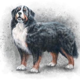 Bernese Mountain Dog