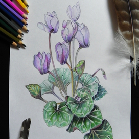 Cyclamen drawing. Colour pencils.